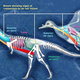 Comparison between the air sacs of Majungasaurus and a duck.